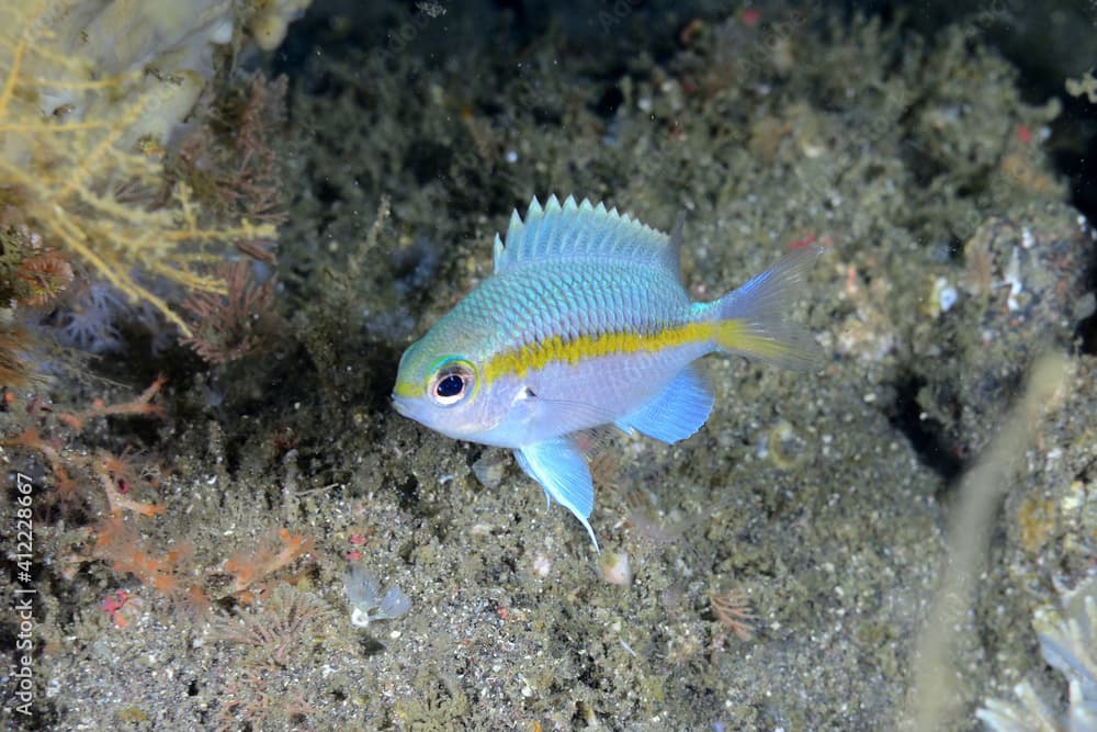 トウカイスズメダイの幼魚