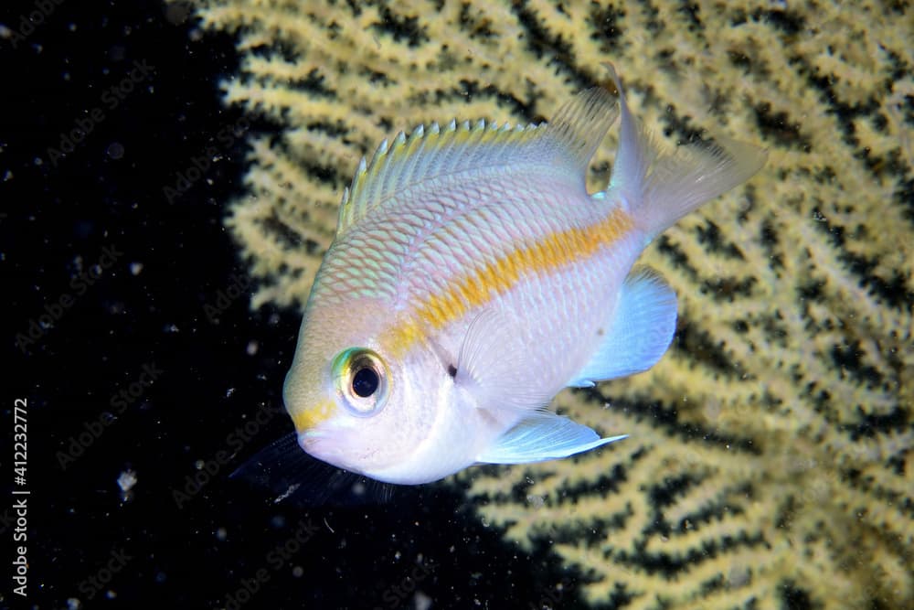 トウカイスズメダイの幼魚