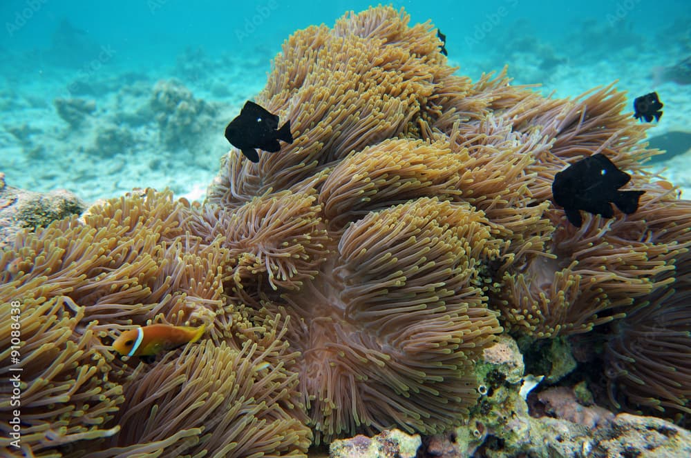 Prachtanemone mit Nemos und Preußenfischen