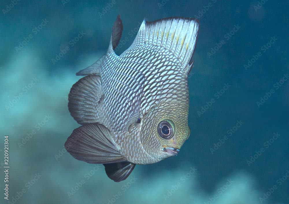 Threespot dascyllus ( Dascyllus trimaculatus ) swimming over coral reef of Bali, Indonesia