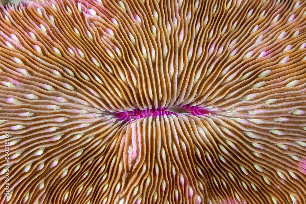 Lobed plate coral, Lobactis scutaria, Raja Ampat Indonesia.
