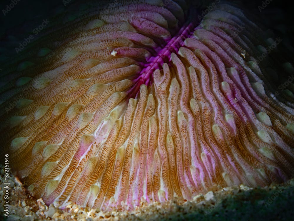 Plate Mushroom Coral, Ovale Pilzkoralle (Fungia scutaria)