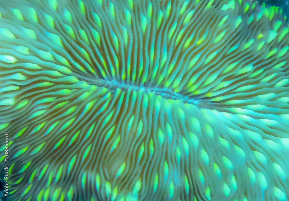 Neon green abstract close up mushroom coral