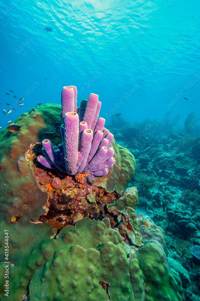 Caribbean coral garden