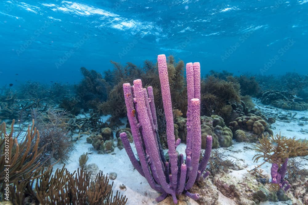 Caribbean coral reef