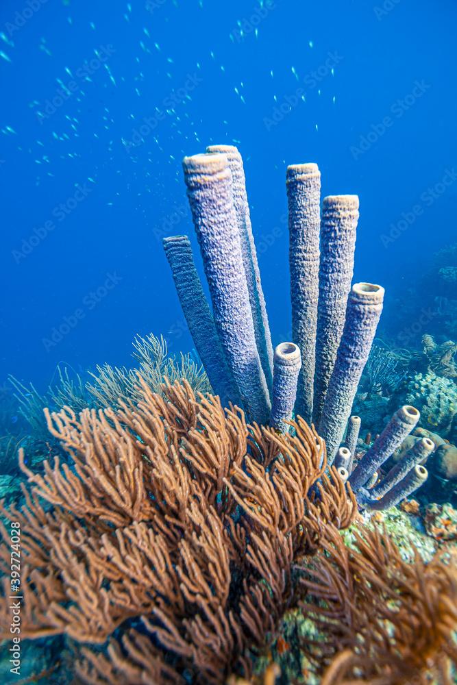 Aplysina archeri, stove-pipe sponge,