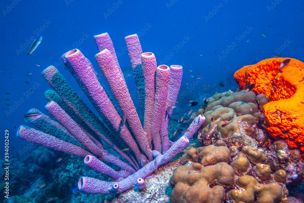 Caribbean coral garden