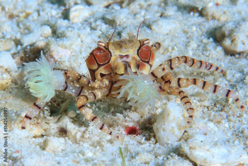 Cangrejo boxeador / Lybia tessellata