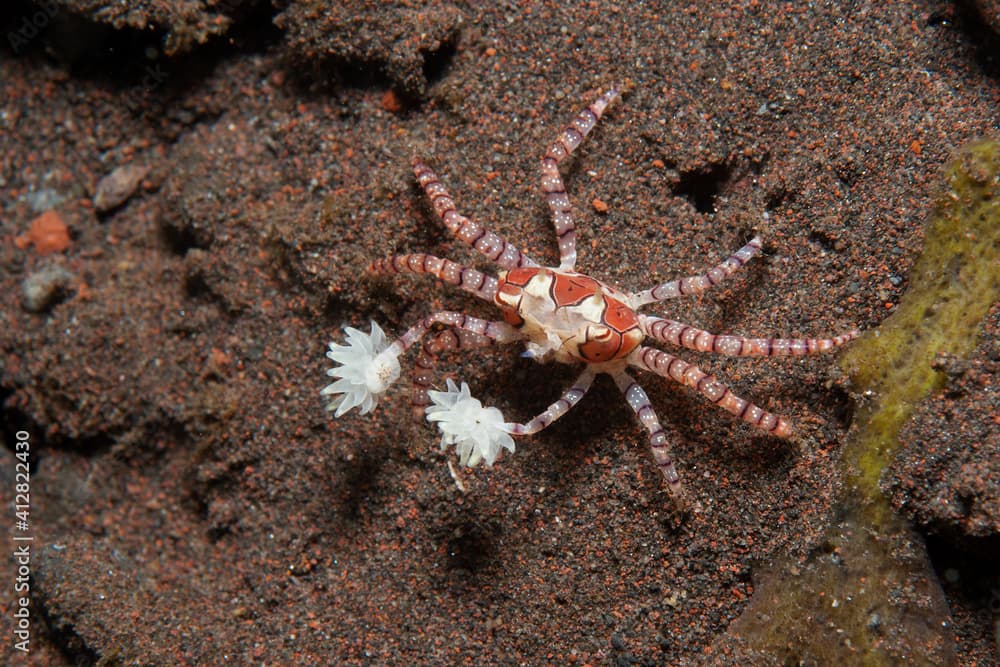 Boxer crab (Lybia tessellata) near Tulamben, Bali, Indonesia