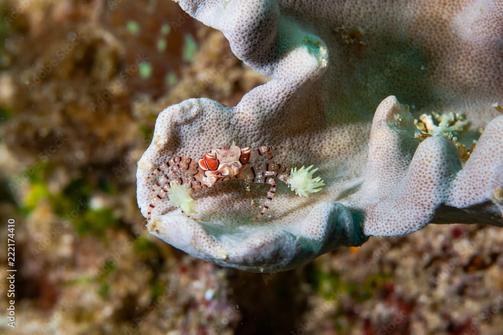 Boxer Crab Lybia tessellata