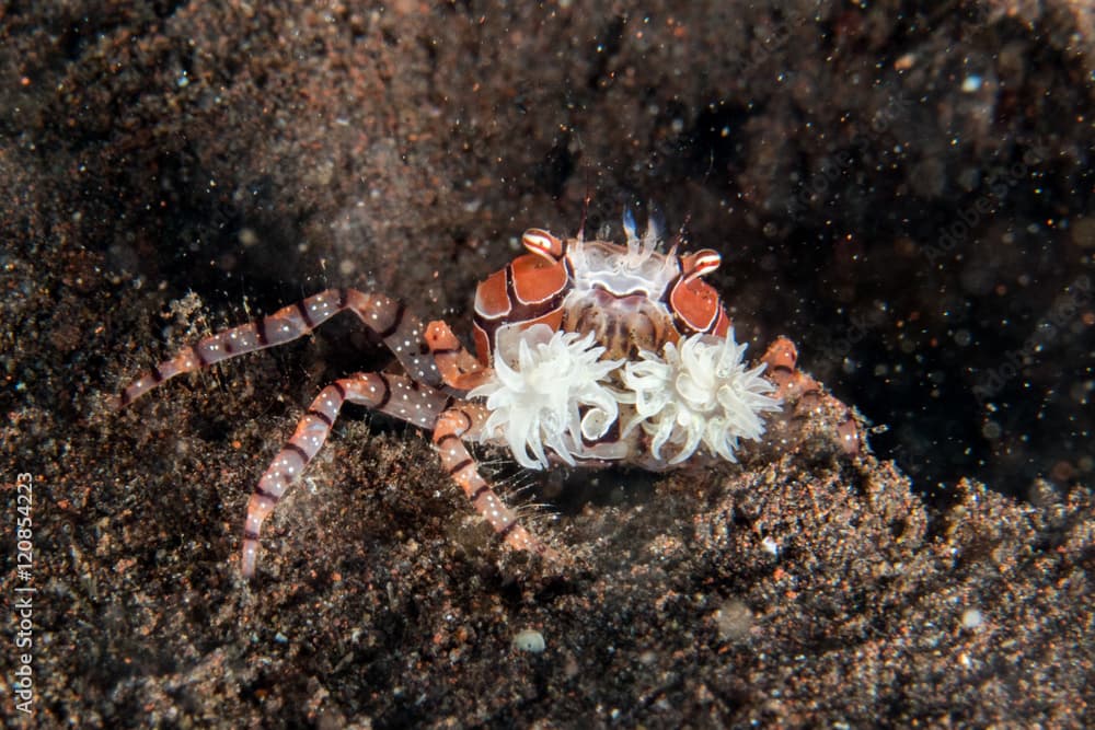 Boxer crab underwater close up portrait macro