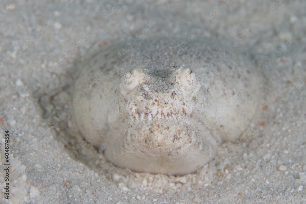 Close up detail of strange crocodile snake eel - Brachysomophis crocodilinus