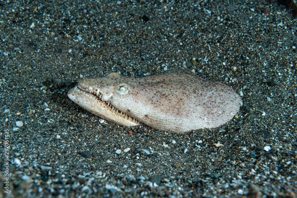 Crocodile Snake eel Brachysomophis crocodilinus