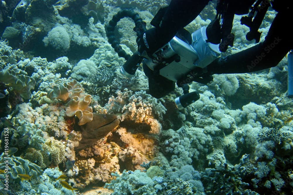 moray eel