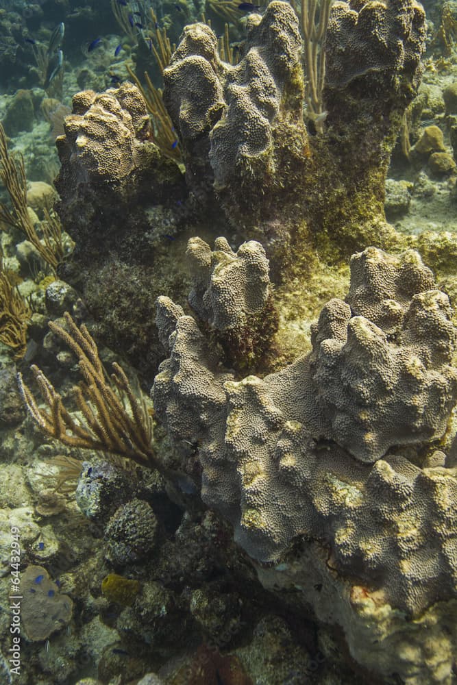 Coral encrusting sponge