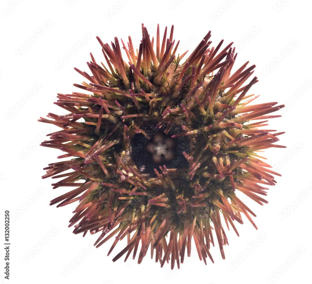 Red short - spined (variegated) sea urchin (Lytechinus variegatu