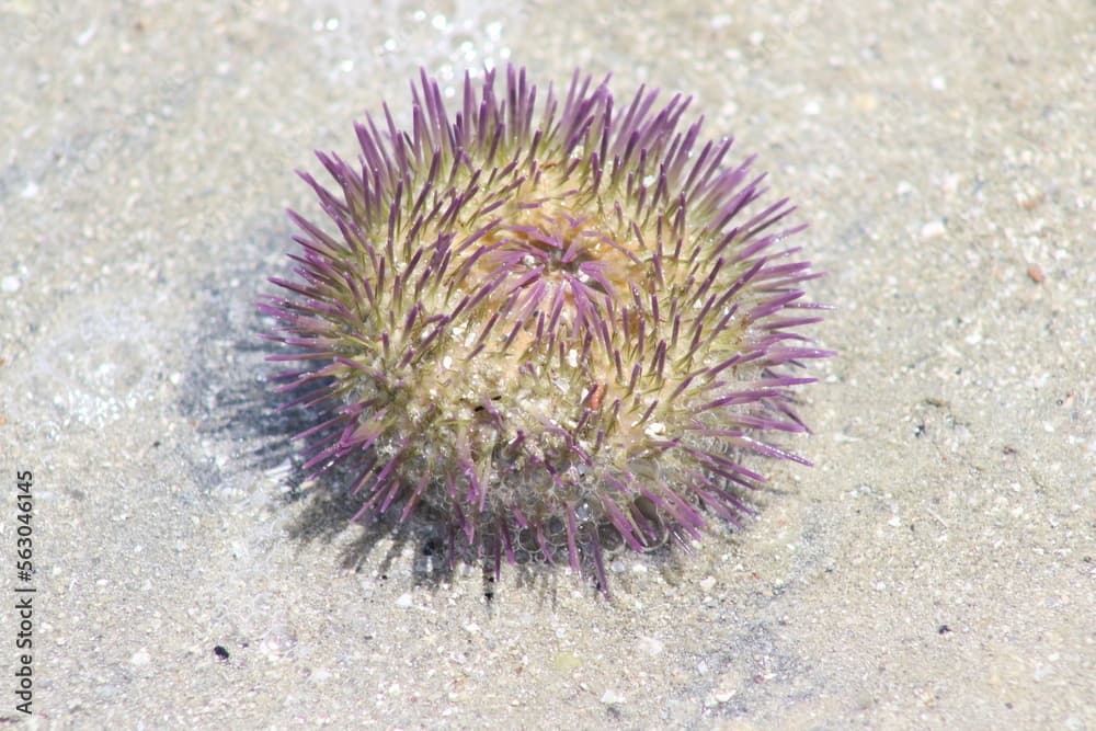 Green sea urchin. Scientific name: Lytechinus variegatus. Madre de Deus Beach, Bahia - Brazil.