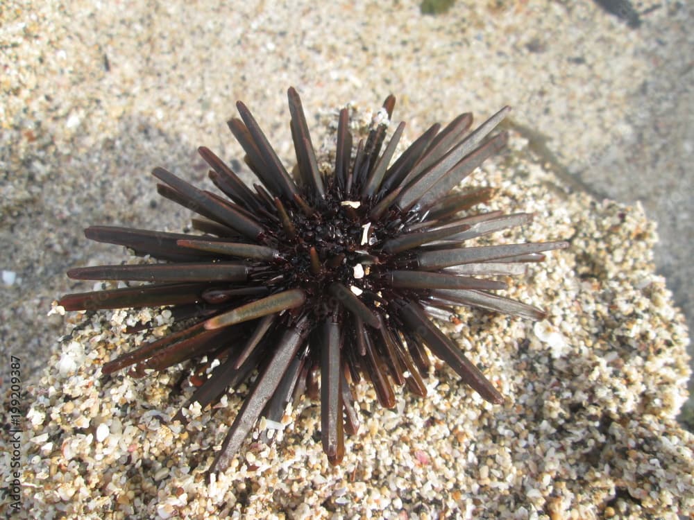 sea urchin photo