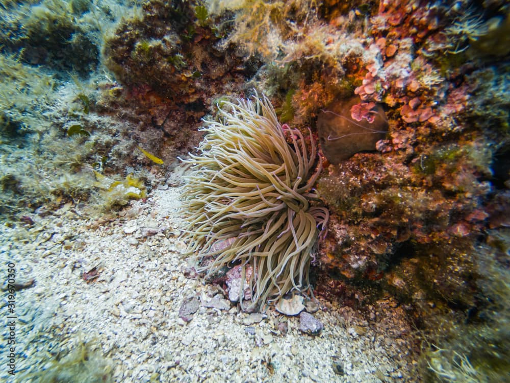 Mediterranean Sea Anemone (Snakelocks Anemone, Anemonia Viridis), Kornati Archipelago, Adriatic Sea, Croatia