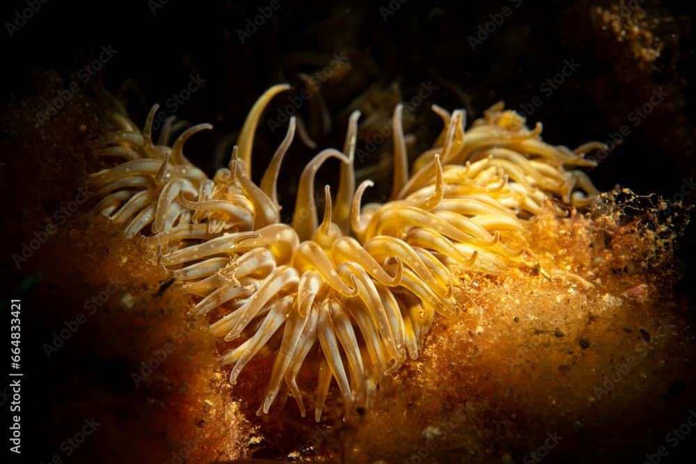 Anemone (Anemonia viridis) in natural habitat