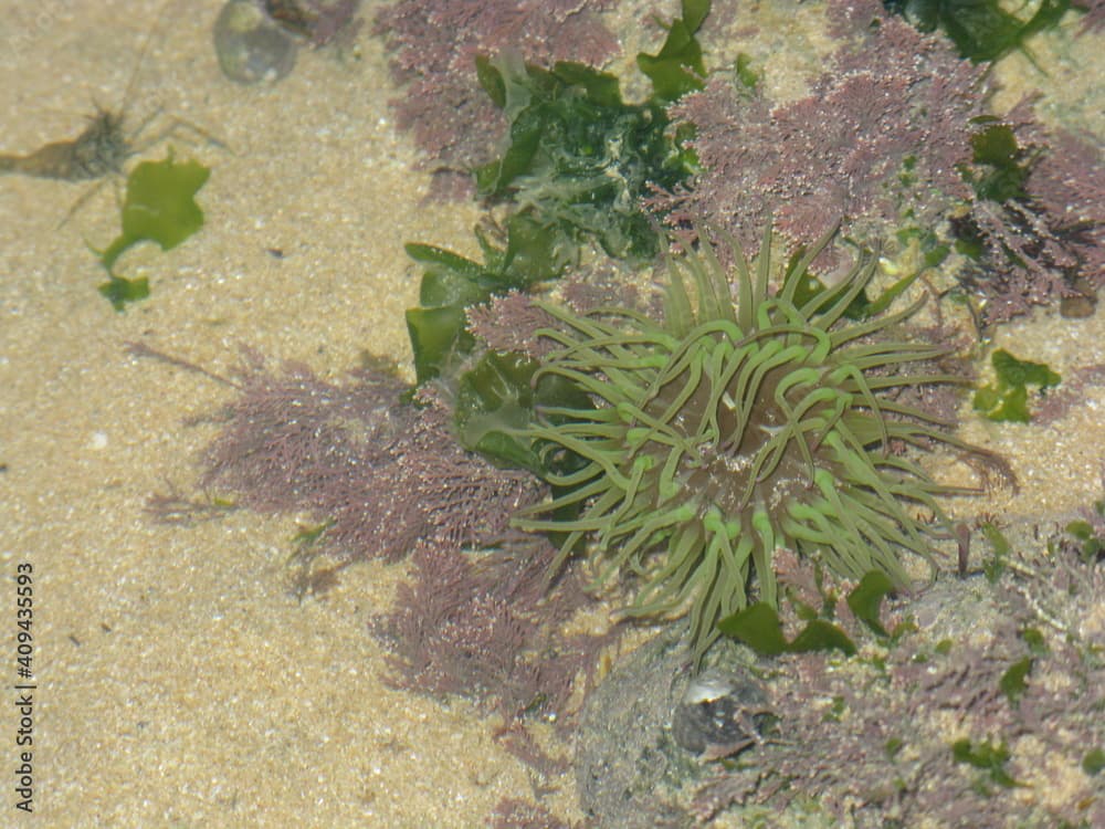 anemonia viridis dans l'estran vendéen