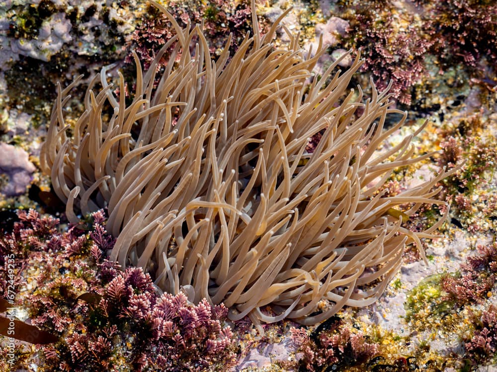 snakelocks anemone (Anemonia viridis) on a rock during low tide