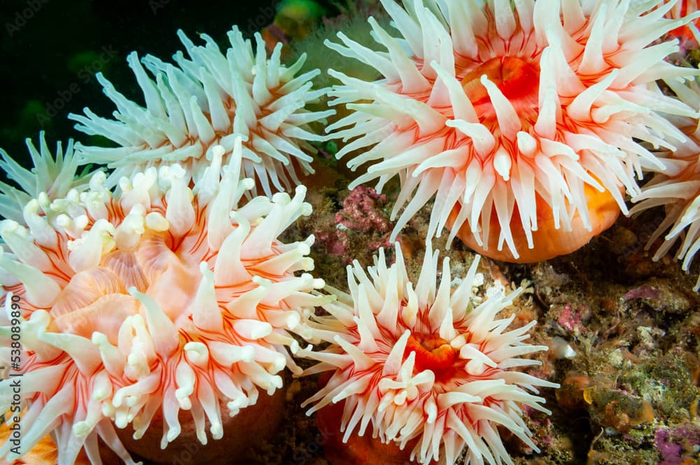 Northern Red Anemone underwater in the St. Lawrence River