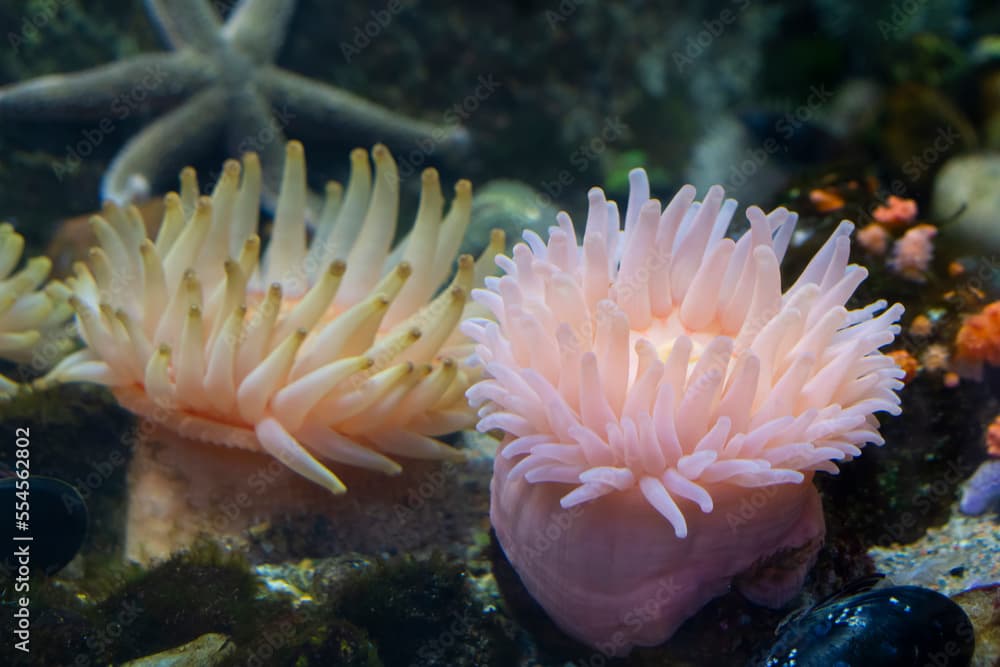 Anemone (Urticina crassicornis). Pink Anemone. Urticina piscivora
