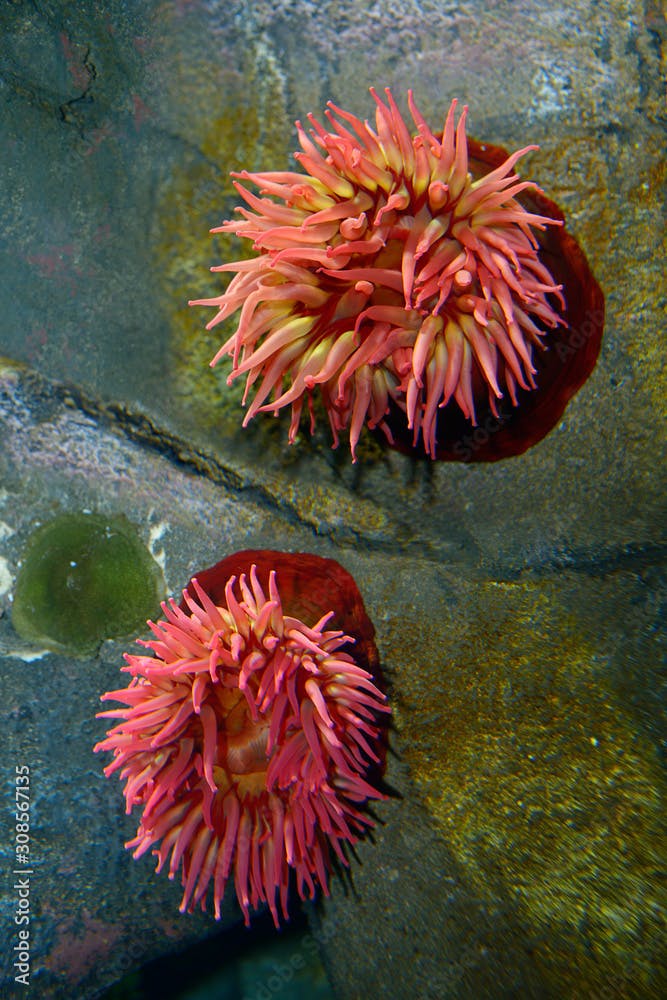 Northern red or dahlia sea anemones underwater in an aquarium