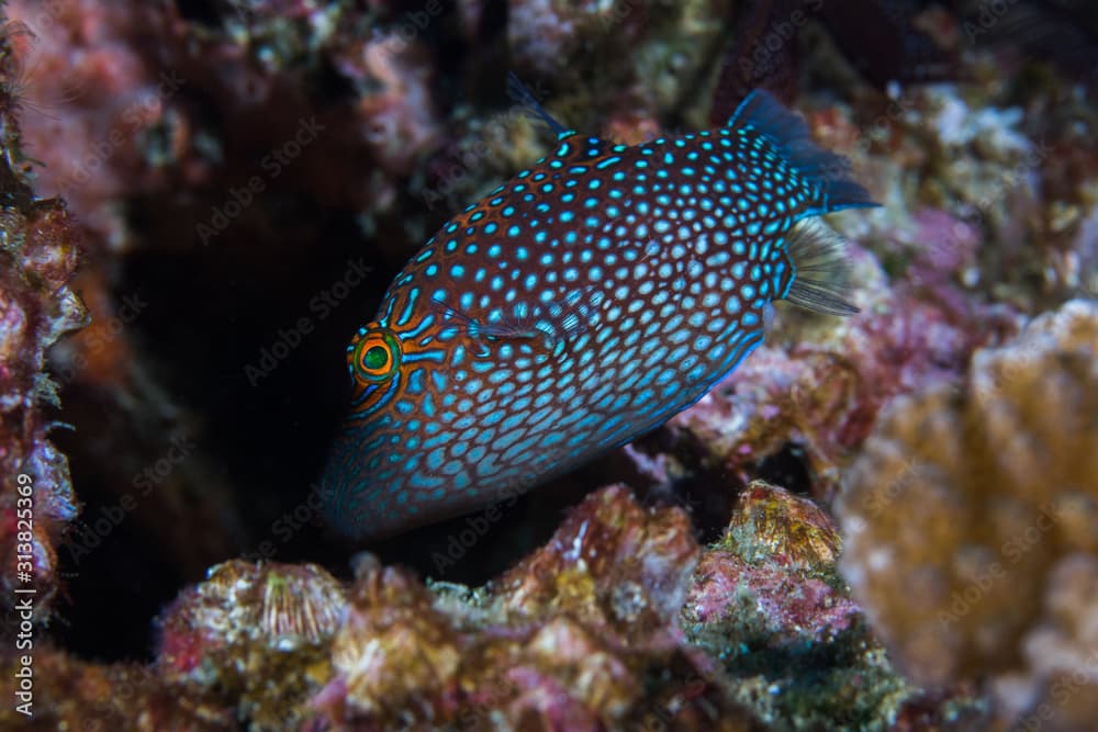 Honeycomb toby fish (Canthigaster janthinoptera) swimming into it's hiding place.