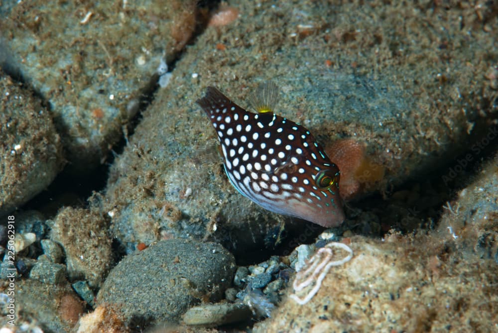 White-Spotted Pufferfish Canthigaster Janthinoptera