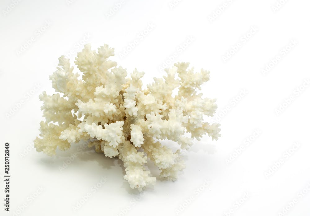 Large coral, white, with pimples