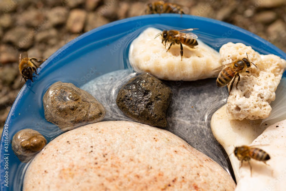 Honeybee drinking in a water bowl 
