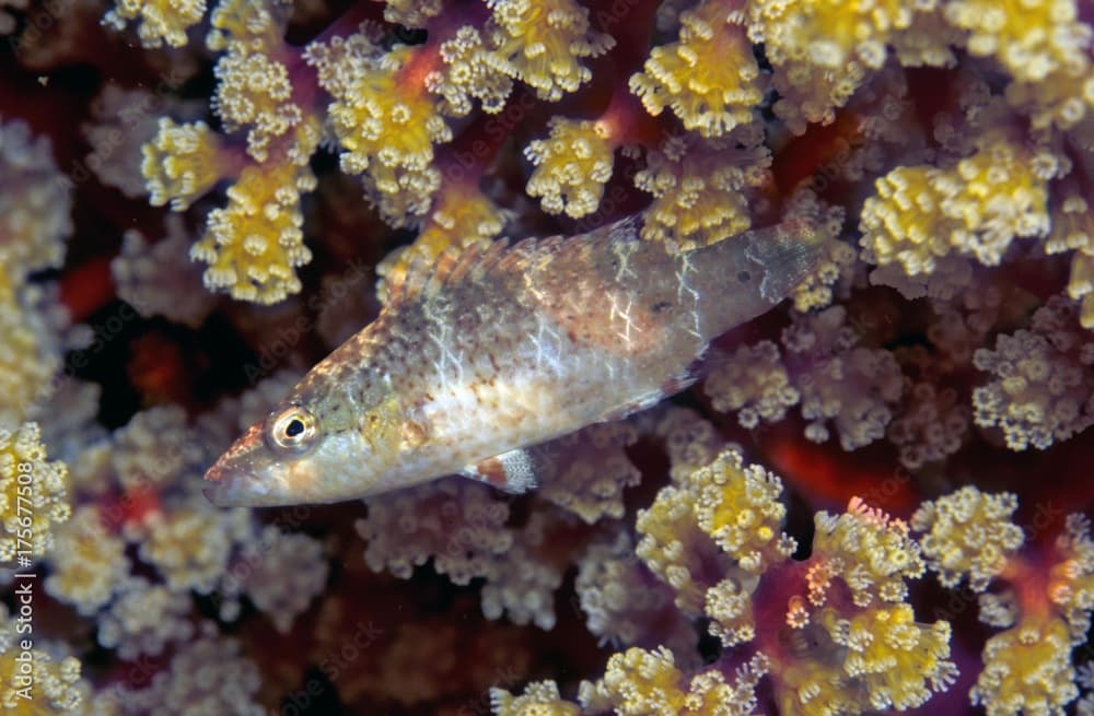 Speckled Maori Wrasse (Cheilinus arenatus)