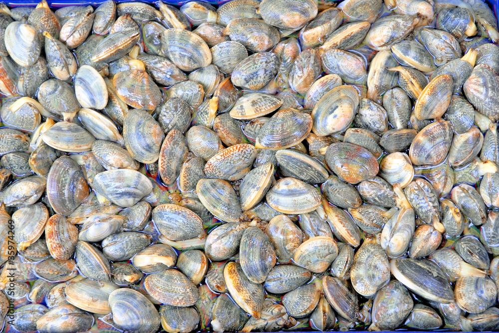 Clams at the Xiamen market