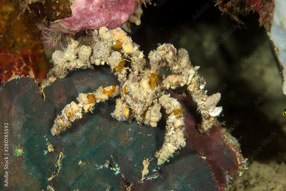 Camposcia retusa, known commonly as the spider decorator crab