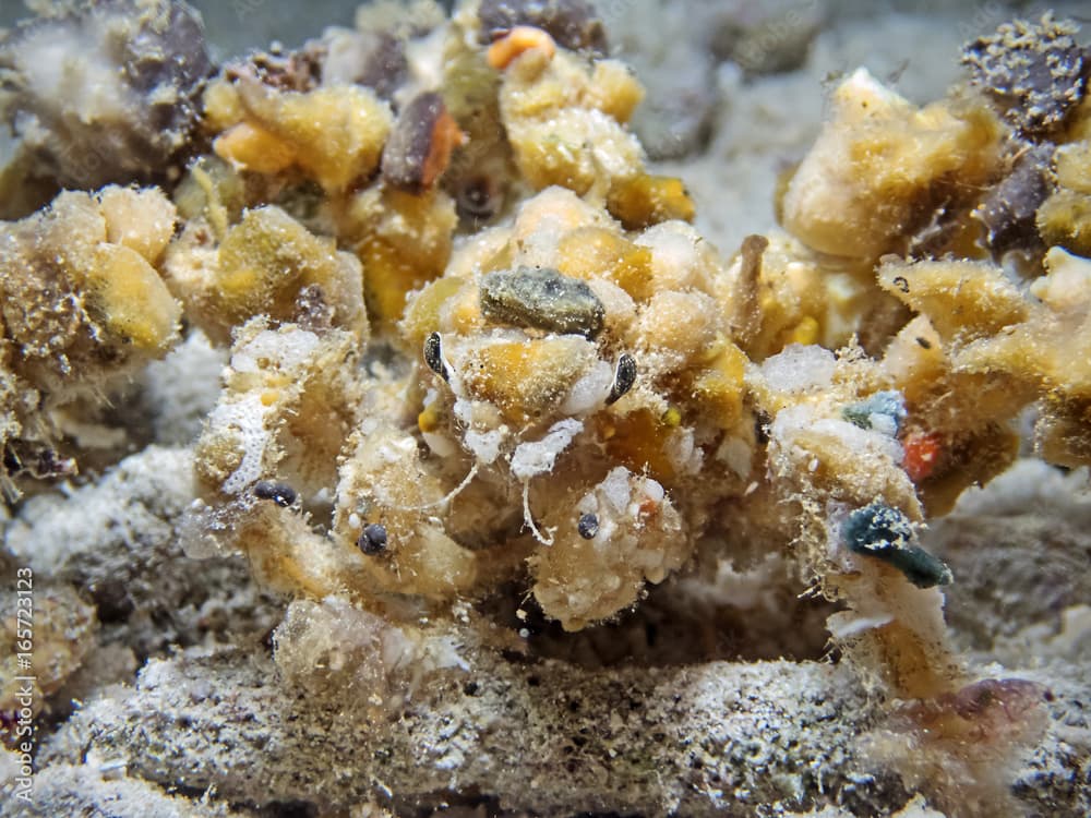 Blunt Decorator Crab, Dekorierkrabbe (Camposcia retusa)