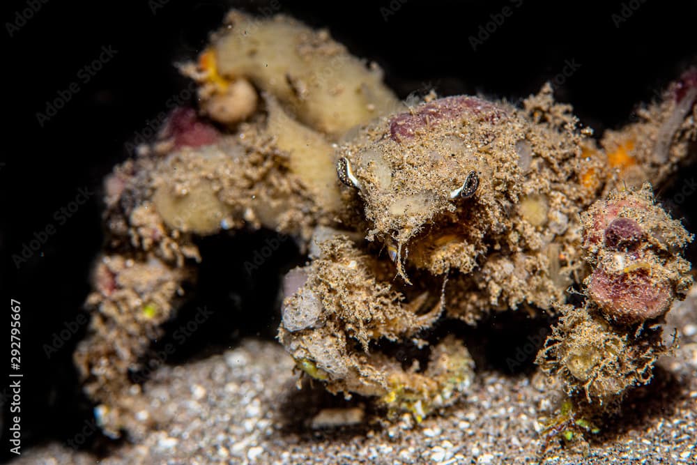 Spider decorator crab