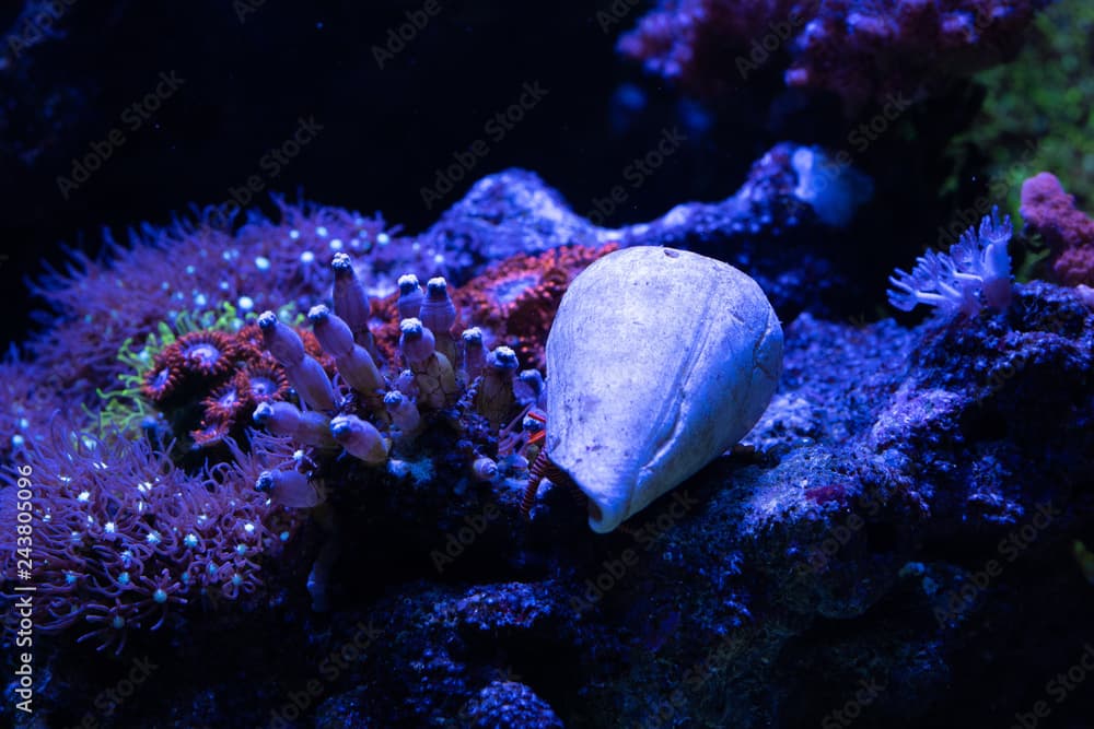 red legged hermit crab