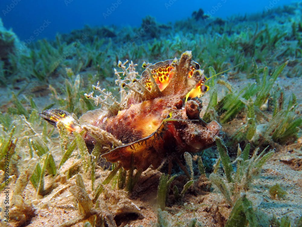 Filamented devilfish Inimicus filamentosus displaying warning coloration