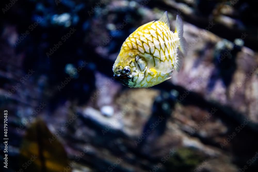 The yellow and black pineapplefish (Cleidopus gloriamaris)