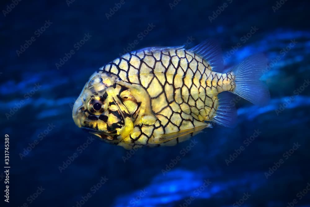 Pinecone fish or Cleidopus gloriamaris