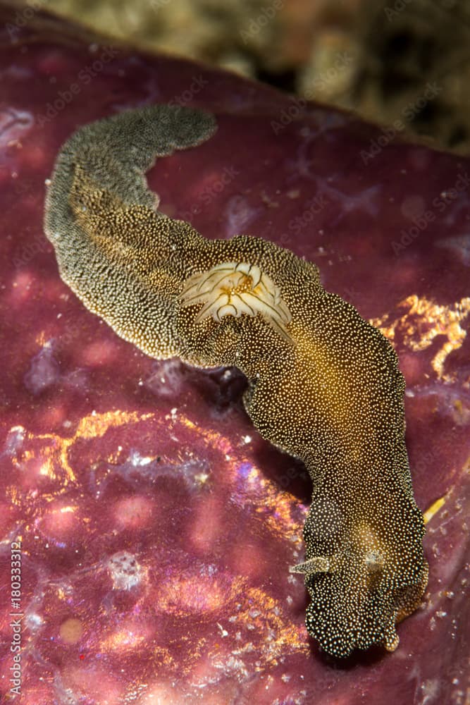 nudibranch Doriprismatica stellata