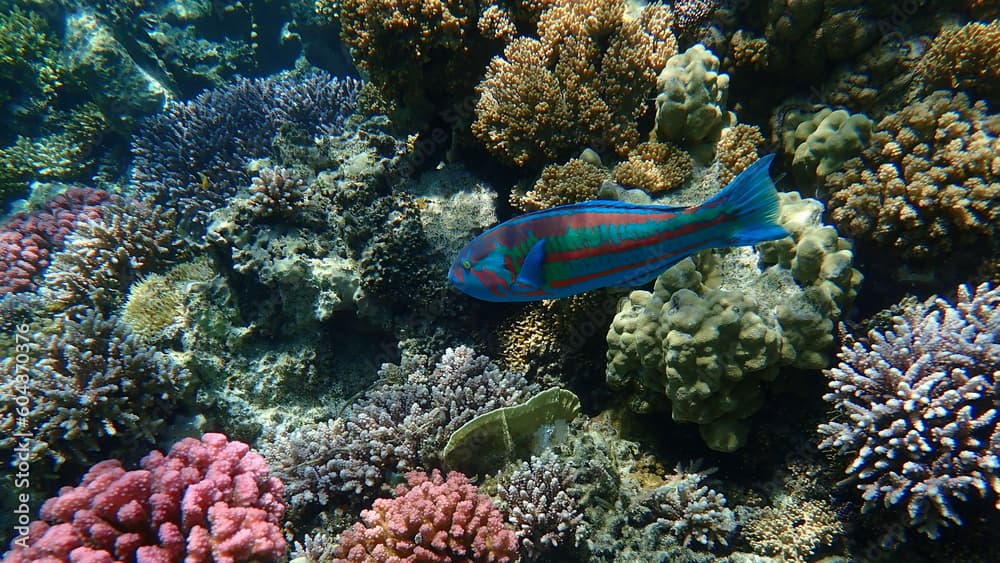 Surge wrasse or purple wrasse, red and green wrasse (Thalassoma purpureum) undersea, Red Sea, Egypt, Sharm El Sheikh, Nabq Bay