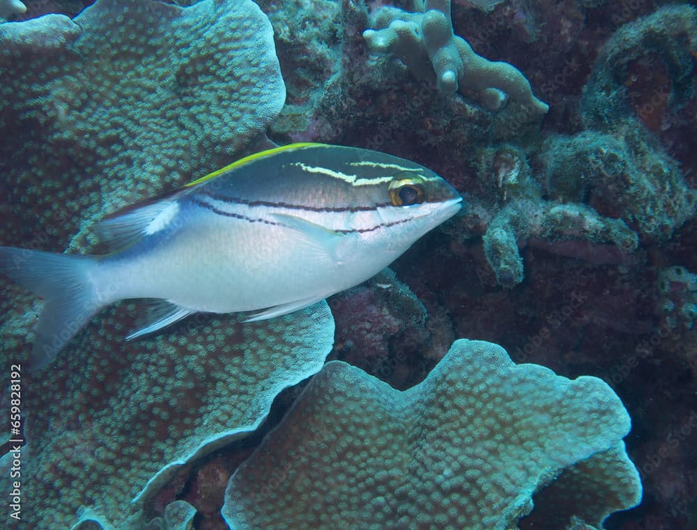 Two-lined Monocle Bream