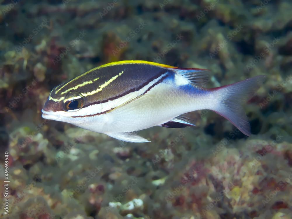 Two-lined monocle bream