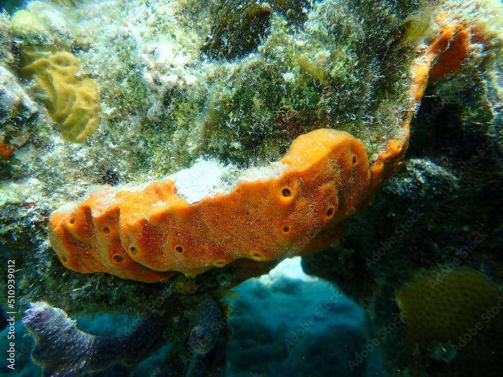 Brown encrusting octopus sponge (Ectyoplasia ferox) undersea, Caribbean Sea, Cuba, Playa Cueva de los peces