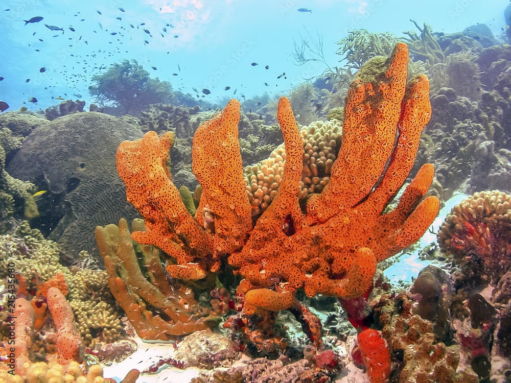  Brown encrusting octopus sponge, Ectyoplasia ferox