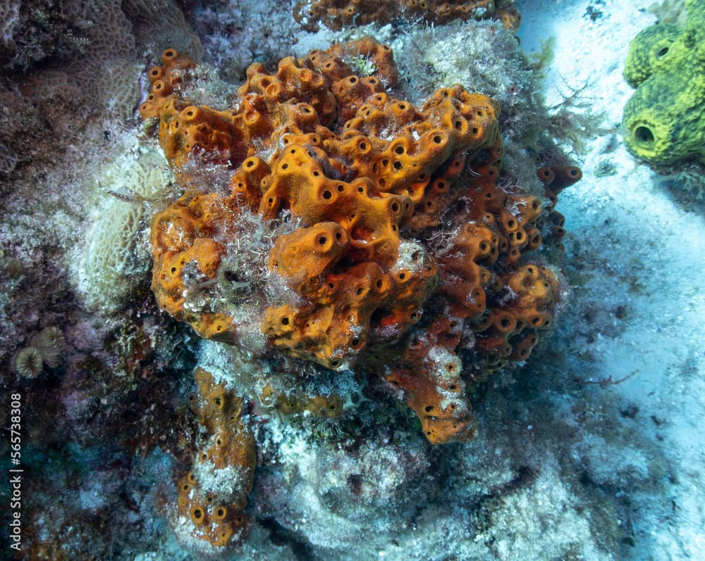 Brown Encrusting Octopus Sponge