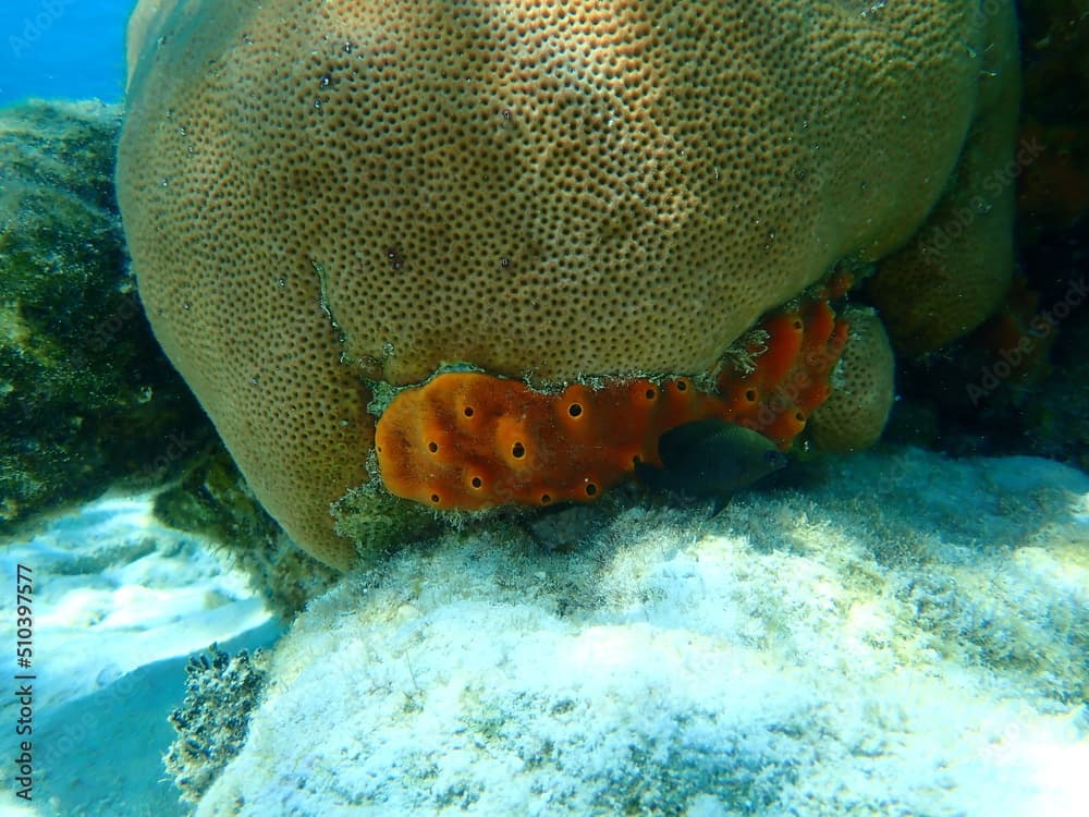 Brown encrusting octopus sponge (Ectyoplasia ferox) and round starlet coral or massive starlet coral, reef starlet coral (Siderastrea siderea) undersea, Caribbean Sea, Cuba, Playa Cueva de los peces